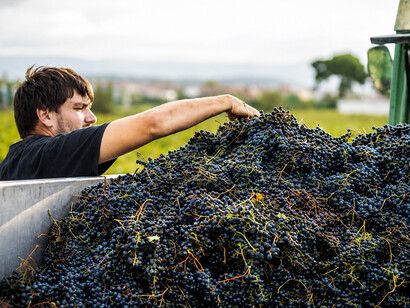A young vineyard worker loads freshly harvested red grapes onto a tractor during the grape harvest season