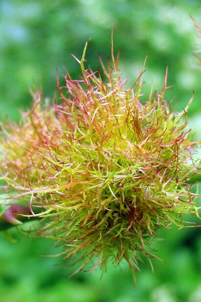 Galla di Diplolepis rosae (Rosa)