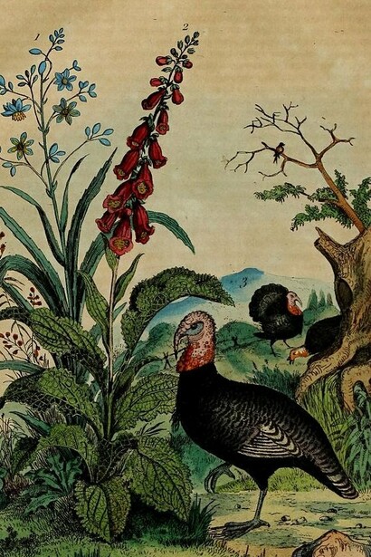 Ilustración del "Diccionario pintoresco de historia natural y fenómenos naturales", 1835