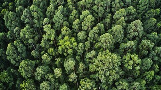 Rainforest