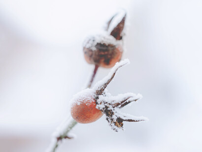 Planta cubierta de escarcha: de una existencia serena surge una semilla de nada que se multiplica en puntos de energía, expandiéndose explosivamente en marcos de tiempo y espacio