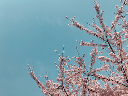 Magnolia stellata rosea