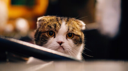 Una delle sub-personalità che abbiamo dentro di noi è quella della vittima