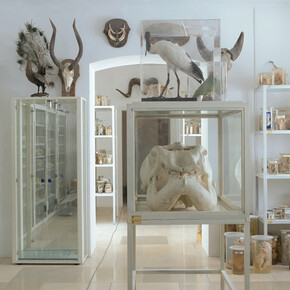 The Mutable Archive. Courtesy of Bruno David