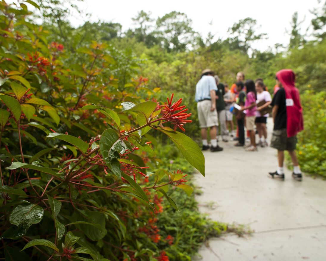 Florida Wildflower & Butterfly Garden. Courtesy of Florida Museum of Natural History