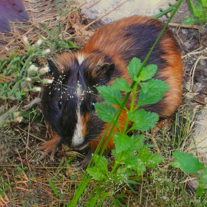 Adaptable a distintos climas, el cuy ha pasado de los corrales familiares a la exportación, manteniendo su esencia andina