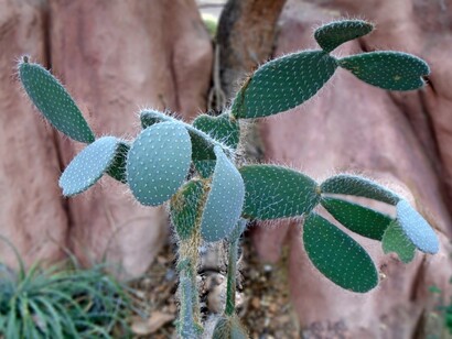Una foresta di cactus