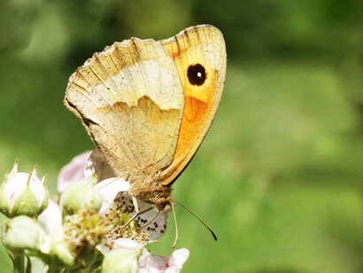 Meadow Brown © Gehan de Silva Wijeyeratne