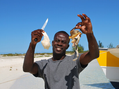 Fresh conch cracked out its shell