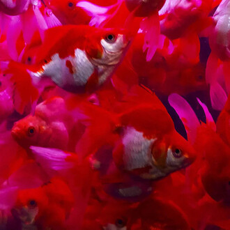 Ninagawa Mika, Untitled (detail), 2025. Courtesy of the Photographers' Gallery