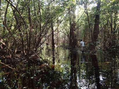 Para evitar que la lucha contra la tala ilegal no sea solo un paliativo, es necesario ejecutar otras acciones estratégicas que frenen decisivamente la deforestación de las selvas