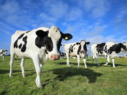 La produzione dei mangimi per il bestiame, il mantenimento e il trasporto degli animali contribuiscono al surriscaldamento globale