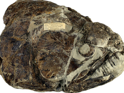 Palaeontological Collection. Courtesy of Sedgwick Museum of Earth Sciences