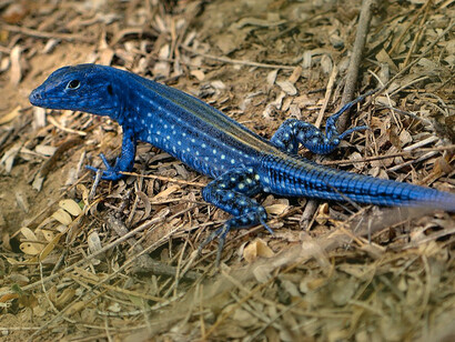 Visure de Paraguaná, «Cnemidophorus splendidus»