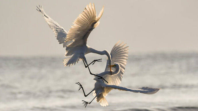 Animals can be interesting models for the study of such complex behaviour