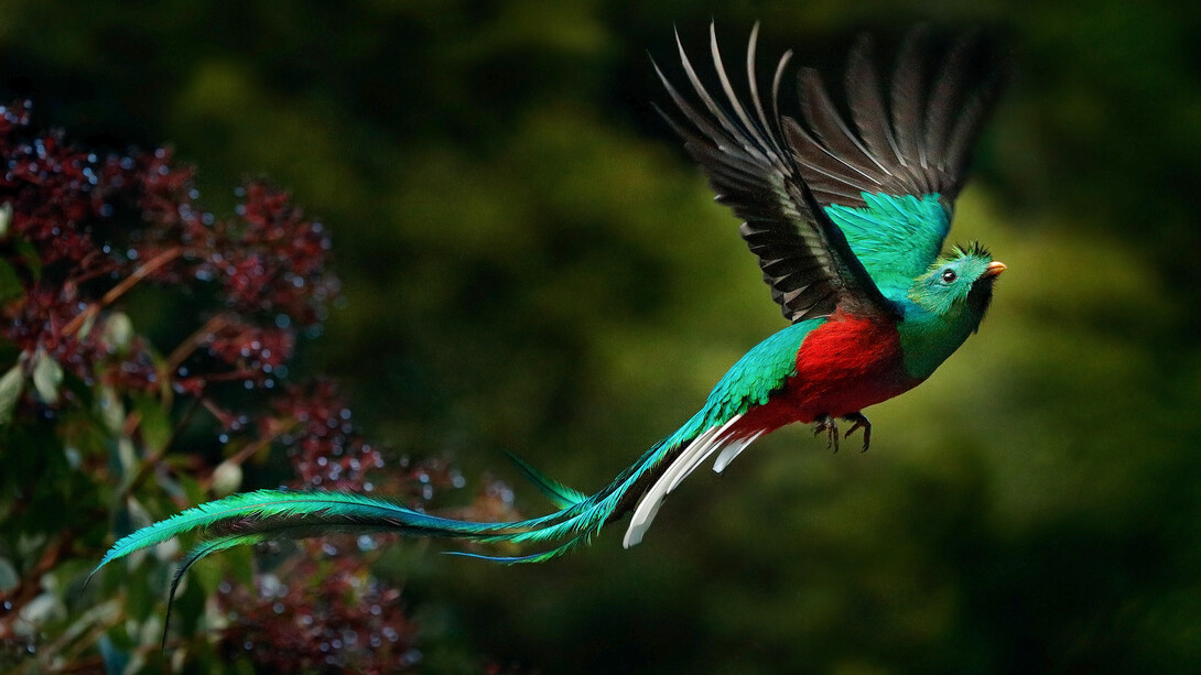 Quetzal («Pharomachrus Moccino»). Foto Ondrej Prosicky