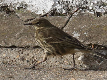 Rock Pipit at Leigh-on-Sea © Gehan de Silva Wijeyeratne