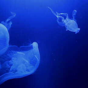 Ex Situ. Courtesy of Copenhagen Contemporary