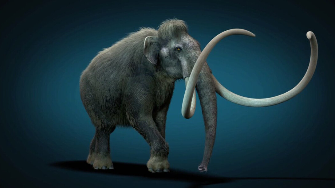 Mammuthus columbi