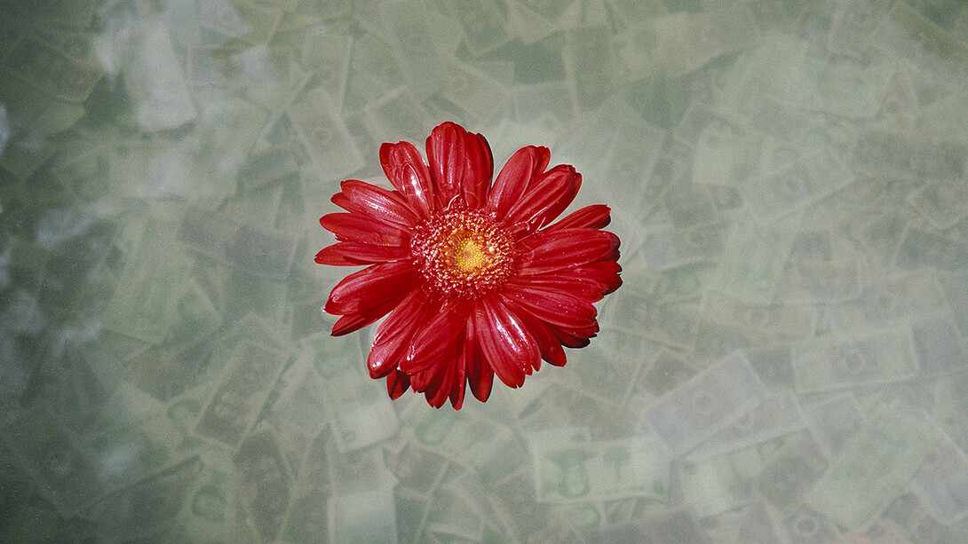 Marissa Roth, A gerbera daisy floats in a large vat of water where offerings of small Yuan notes have sunk to the bottom, at Jokhang Monastery in Lhasa. September 2010. © Marissa Roth.
