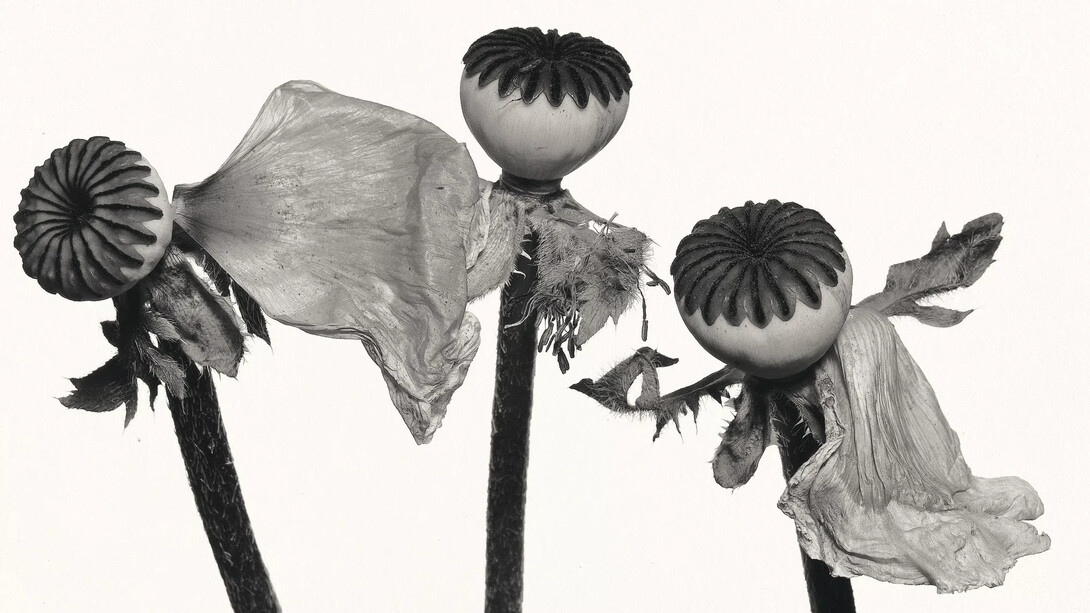 Irving Penn, Single oriental poppy (A), 1968. Courtesy of Pace Gallery
