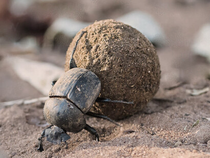 Esacarabajo «Scarabaeus saccer» empujando una esfera de bosta