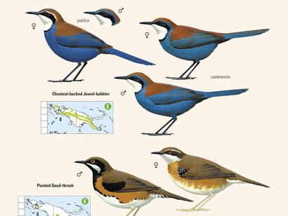 Jewel babbler Quail thrush and Boatbills from 'Birds of New Guinea' by Lynx Edicions