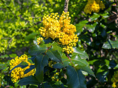 Barberry, or Berberis, is a diverse genus of deciduous and evergreen shrubs, typically growing 1 to 5 meters (3.3 to 16.4 feet) tall, and thriving across temperate and subtropical regions around the world