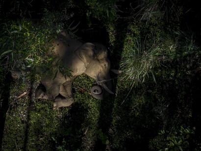 Sleeping Giant, la foto vincente della sezione Wildlife è opera del fotografo indiano Dhanu Paran in arrivo da Anamalai Tiger Reserve, nello Stato indiano di Tamil Nadu