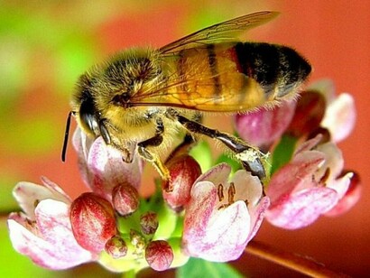 Close-up of an insect