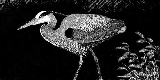 Ornithology. Courtesy of Royal BC Museum