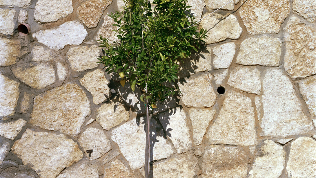 Corrine Silva, Untitled 001 (detail) from Gardening the Suburbs, 25 x 25 cm, c type print © Corinne Silva 2014