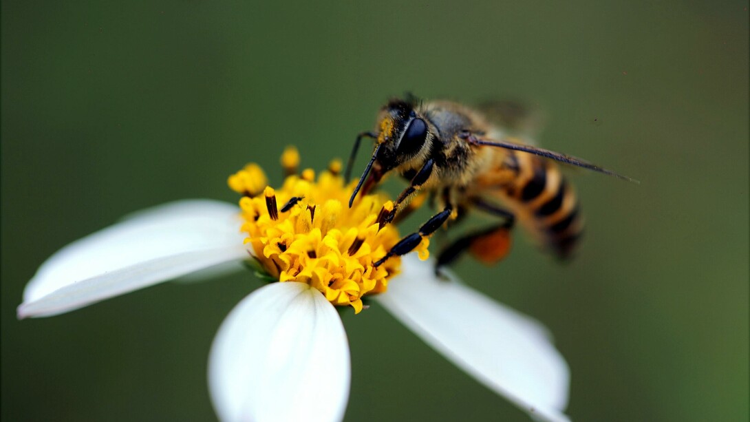 Bienen sind in vielerlei Hinsicht wichtig für die Umwelt