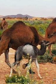 Oasi marocchina, Marocco, Africa