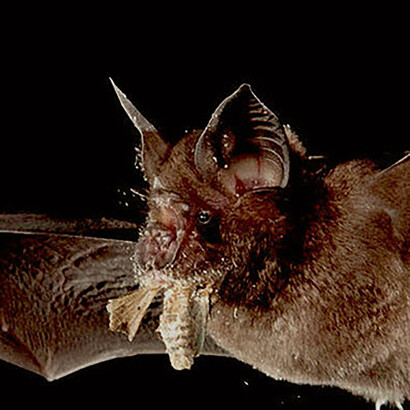 El murciélago pudo servir de transmisor 