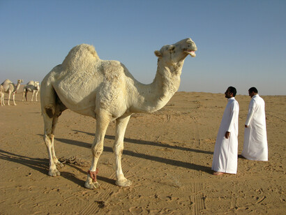 Desierto de Arabia