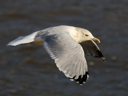 Herring Gull adult winter, note white mirror on wing tip © Gehan de Silva Wijeyeratne