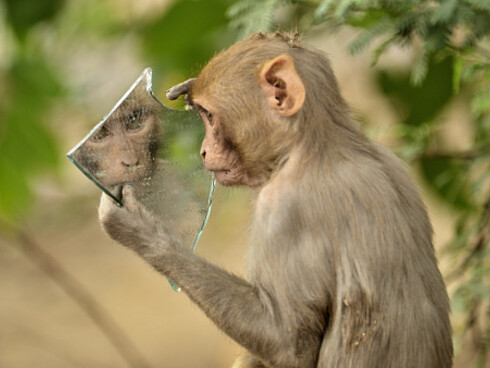 All animals can experience consciousness at different levels
