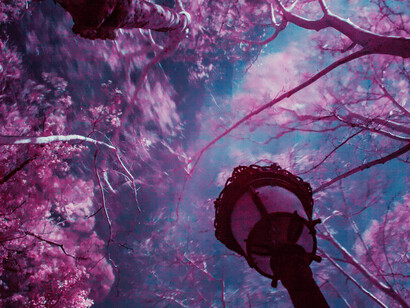 Lampione di notte in un parco in fiore