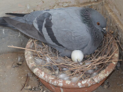 Nesting process