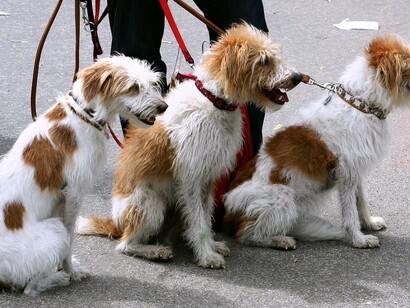 Lupi trasformati in cani da compagnia