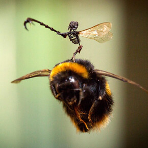 Tessa Farmer, Photograph © Evoke Pictures