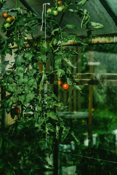 Piante di pomodori rossi e verdi