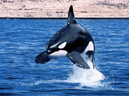 Península de Valdés, Argentina. Una orca saltando en el agua