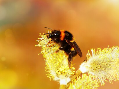 È difficile capire i meccanismi ecologici ed evolutivi che determinano il funzionamento, buono o cattivo, di un ecosistema