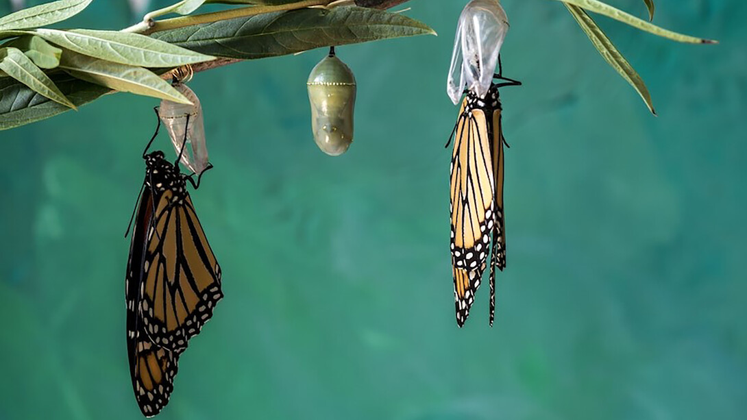 Two monarch butterflies drying their wings after emerging from their chrysalises