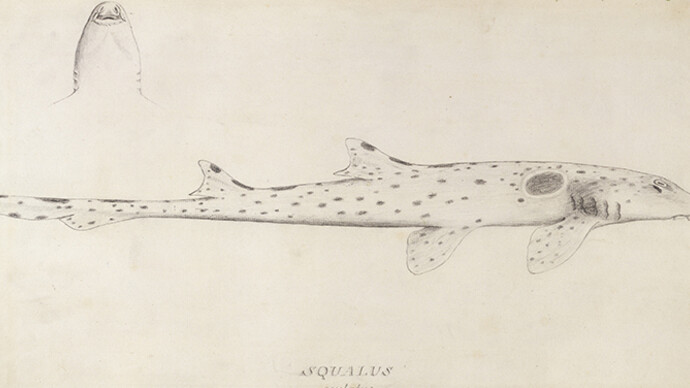 Expeditions and Endeavours. Courtesy of Natural History Museum