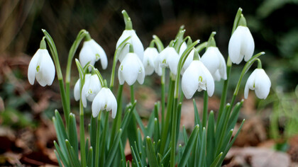 Galanthus nivalis