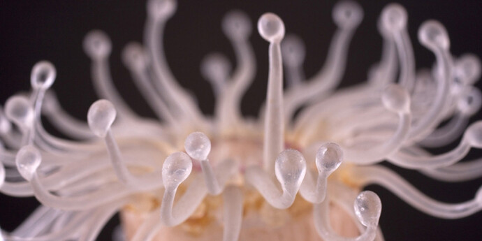 Sea Creatures in Glass. Courtesy of Harvard Museum of Natural History