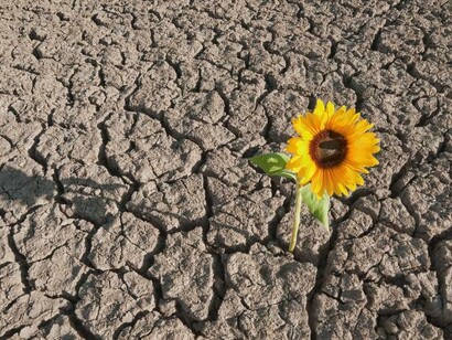 Jadis limitée à certaines régions du monde, la sécheresse se manifeste partout